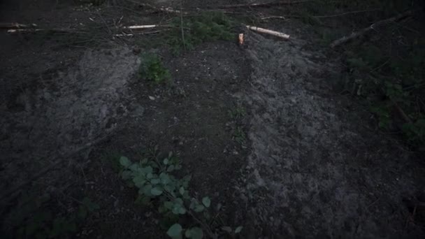 森を伐採して生かしていましたが 木が多すぎて切り倒されてしまいました — ストック動画