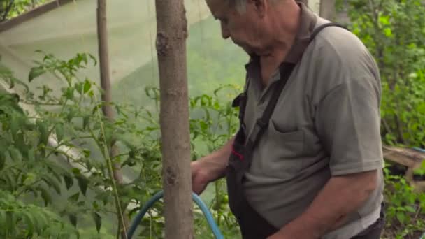 Old Man Waters His Vegetable Garden — ストック動画
