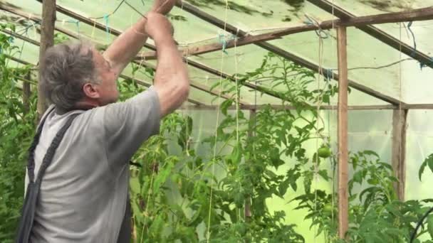 Old Gardener Ties Tomato Plants Top Greenhouse — ストック動画