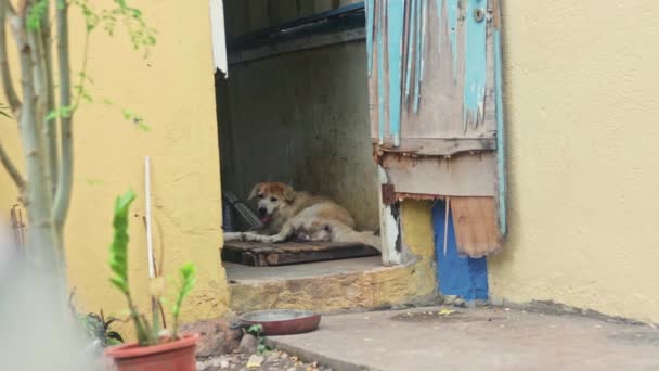 犬小屋の中に寝そべってた 孤独な犬だ 悲しい犬だ — ストック動画