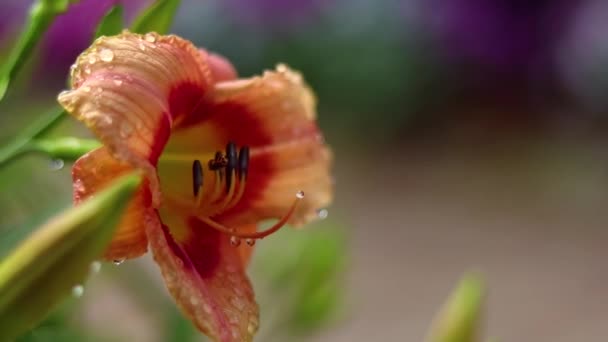 Sabahın Erken Saatlerinde Güneşte Bir Çiçek — Stok video