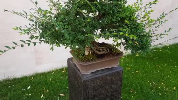 Slow Motion Beautiful Bonsai Tree Pot Petal Stool Garden Terrace — Stock Video