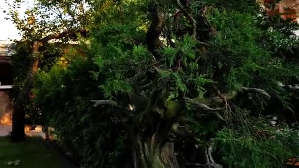 Vista Cerca Árbol Bonsái Increíble Jardín Lado Una Casa Árbol — Vídeo de stock