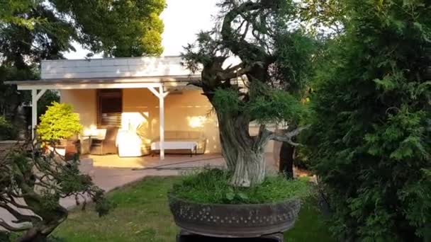 靠近一个美丽迷人的盆景树 在阳台后面花园的一个罐子里 这棵树周围都是其他盆景树和树篱 — 图库视频影像
