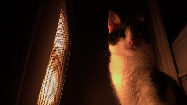 Kočka Stojící Před Teplejším Nízkým Výstřelem — Stock video