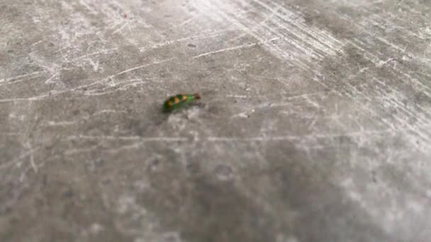 Green Ladybug Walking Flat Stone Surface — ストック動画