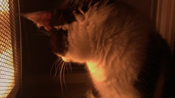 Czarno Biały Kot Przed Grzejnikiem Zamknij Się — Wideo stockowe