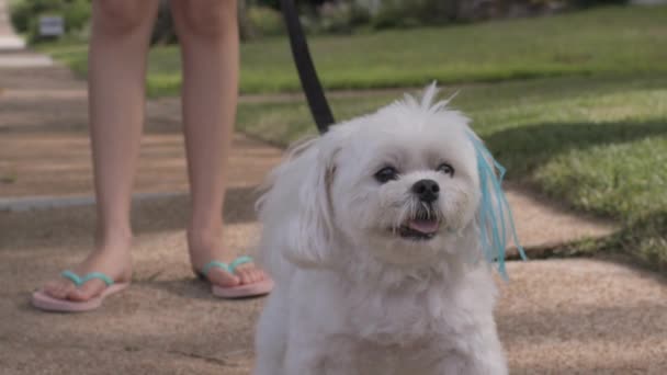 Pequeno Maltipoo Bonito Fica Calçada Com Uma Garotinha Câmera Lenta — Vídeo de Stock