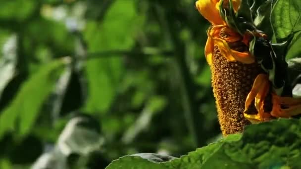 Gele Zonnebloemenring Van Dichtbij — Stockvideo