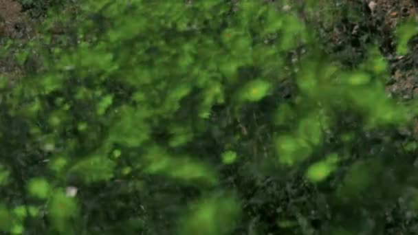 野生花卉变色的时间 内华达州死亡谷 — 图库视频影像