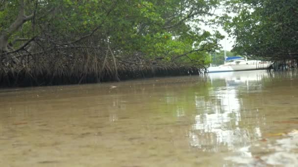 Blick Auf Mangroven Einem See — Stockvideo