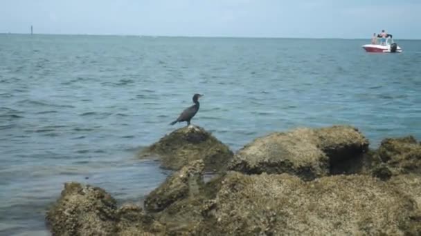 Vogel Sitzt Auf Felsen Strand — Stockvideo