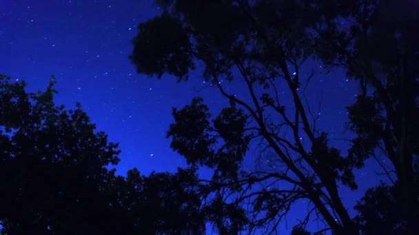 Inclinação Árvore Com Estrelas — Vídeo de Stock