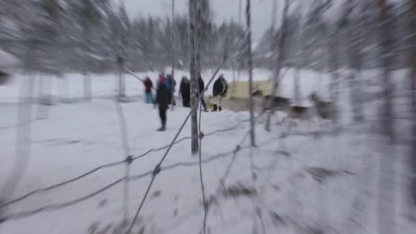 Обучение Молодежи Оленеводству Сами Подростки Учатся Ловить Оленей Помощью Лассо — стоковое видео