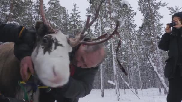 Sami Rénszarvastartást Tanít Fiataloknak Tinik Megtanulják Hogy Kapják Rénszarvast Lasso — Stock videók