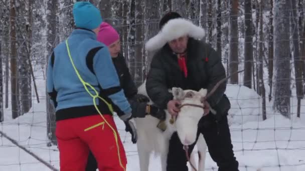 Ensinar Sami Reindeer Husbandry Juventude Adolescentes Aprendendo Pegar Rena Com — Vídeo de Stock
