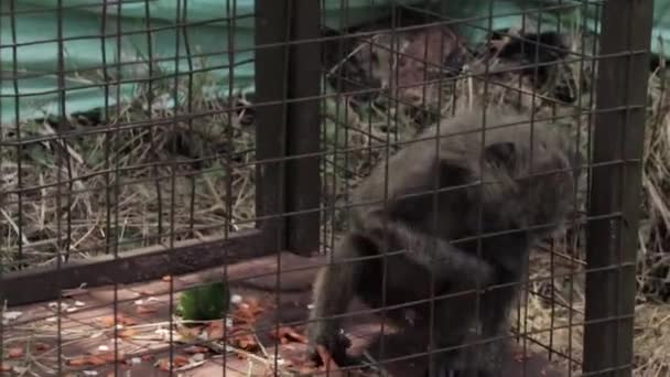 Pequeno Macaco Trancado Pequeno Recinto Metálico Zoológico Vida Selvagem África — Vídeo de Stock