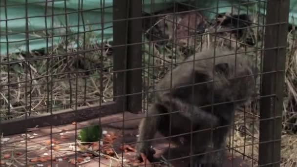 Petit Singe Enfermé Dans Une Toute Petite Enceinte Métallique Dans — Video