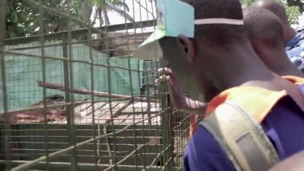 Bambini Delle Scuole Africane Guardano Coccodrillo Del Nilo Molto Grande — Video Stock