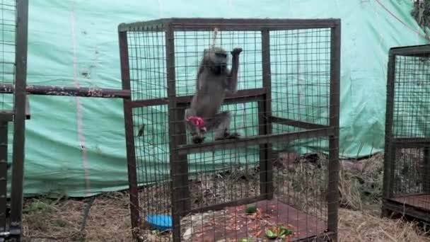 Pequeno Macaco Preso Dentro Recinto Metal Muito Pequeno Zoológico Vida — Vídeo de Stock