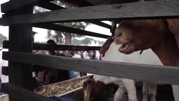 Školáci Sledují Kozu Žvýkající Jídlo Dřevěné Stáji Farmě Africe — Stock video