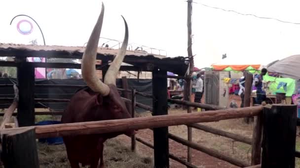 Exotische Afrikaanse Koe Met Grote Hoorns Landbouwshow Afrika — Stockvideo