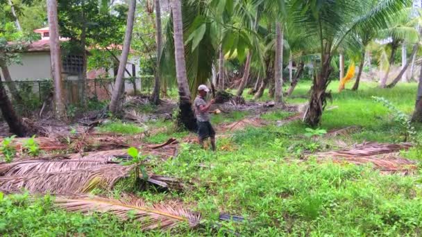 口渴的男人用砍刀打开椰子 在里面喝水 — 图库视频影像
