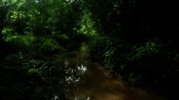 Včasná Záplava Stínů Pohybujících Proudu Džungle — Stock video