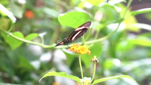 Una Mariposa Alimentándose Flores Grabado — Vídeos de Stock