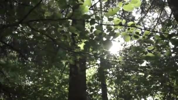 葉の間から太陽が — ストック動画