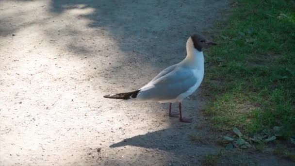 Primer Plano Gaviota Cabeza Negra Caminando Parque — Vídeo de stock