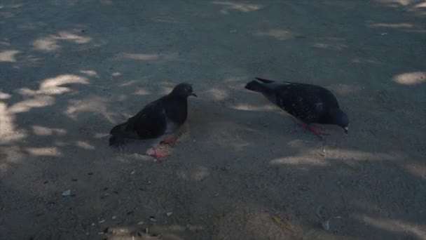 砂利道で二羽の鳩が岩を選んで歩く — ストック動画