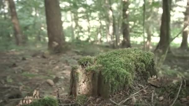 Мертве Дерево Лісі — стокове відео