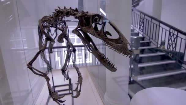 Das Skelett Eines Dinosauriers Einer Vitrine — Stockvideo