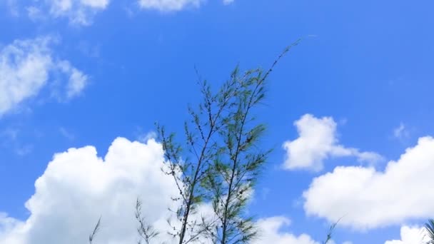 Ένα Δέντρο Tamarisk Στον Άνεμο — Αρχείο Βίντεο