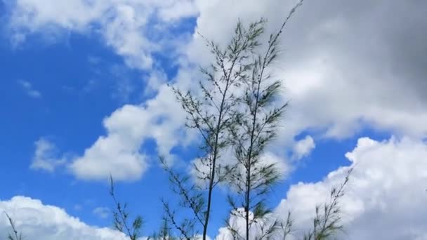 Δέντρο Tamarisk Ένα Πουλί Ανεμοδαρμένο Καιρό — Αρχείο Βίντεο