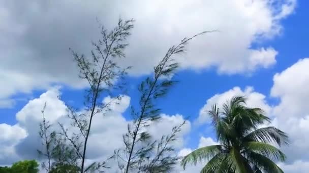 Una Cacerola Inclinación Árbol Tamarisco Árbol Coco — Vídeo de stock