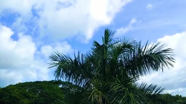 Кокосовое Дерево Ветру Голубом Небе Время Птица Пролетает — стоковое видео