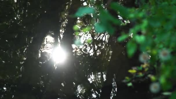 ストリームの横にある日の夜時間の間に水の遅い動きの反射 — ストック動画