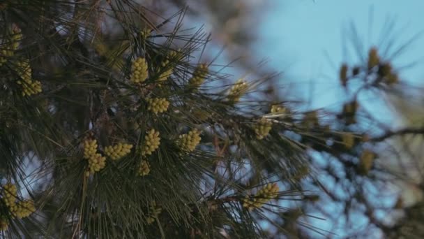 Clipe Algumas Árvores Croatas Com Uma Mudança Foco — Vídeo de Stock