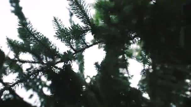 Köknar Ağacının Yapraklarının Içindeki Perspektif Düşme Hissi Verir — Stok video