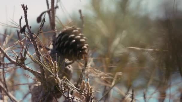 Clip Rallentatore Alcuni Alberi Vicino Zara Croazia Presenza Una Pigna — Video Stock