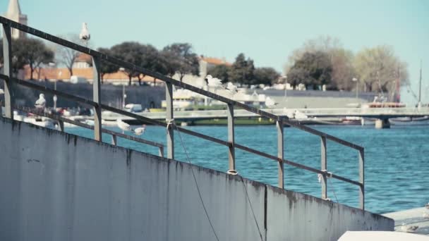 Clip Cámara Lenta Zona Del Puerto Deportivo Ciudad Zadar Croacia — Vídeos de Stock