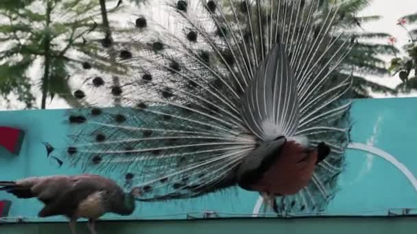 Panning Peacocks Top Kfc Restaurant — Stock Video