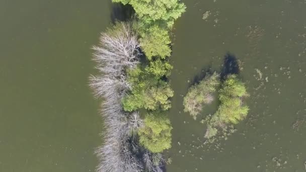 Полет Над Линией Деревьев Время Наводнения — стоковое видео