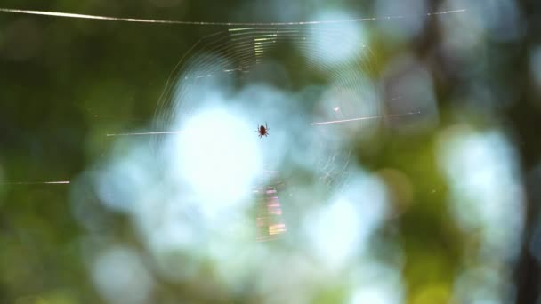 Közel Egy Pók Típusú Araneus Diadematus Hálójukban Ülve — Stock videók