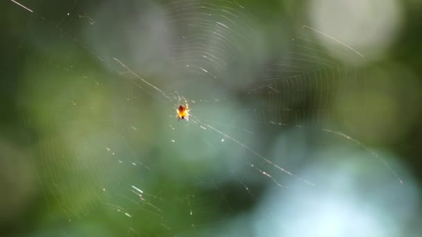 Zblízka Pavoučí Diadém Typu Araneus Sedí Své Síti — Stock video