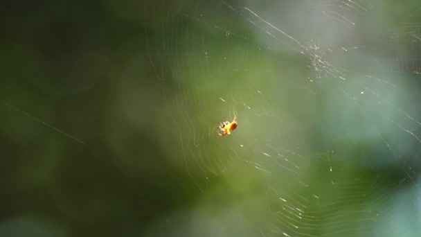 Perto Uma Aranha Tipo Araneus Diadematus Sentado Sua Teia — Vídeo de Stock