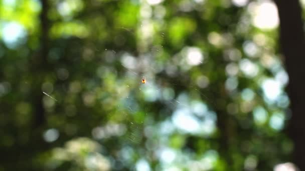 Zbliżenie Pająka Typu Araneus Diadematus Siedzą Swojej Sieci — Wideo stockowe