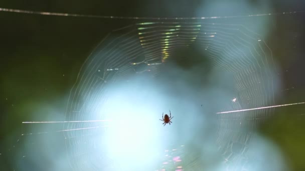 Primer Plano Una Araña Tipo Araneus Diadematus Sentados Red — Vídeo de stock